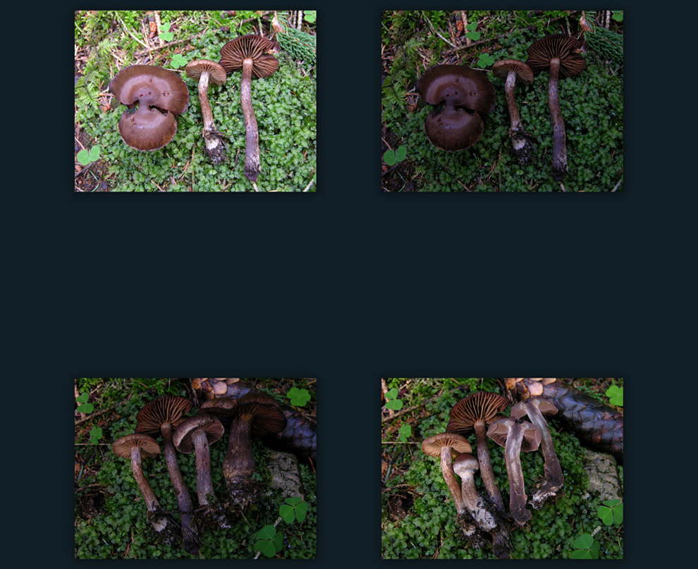 Ritrovamenti 29 luglio.